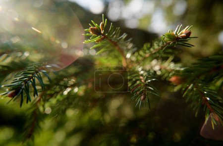Photo for Close-up of green branch of pine spruce tree - Royalty Free Image