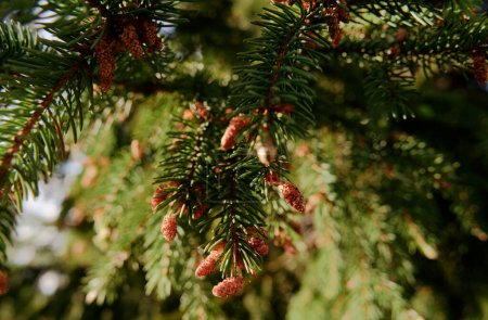 Photo for Close-up of green branch of pine spruce tree - Royalty Free Image