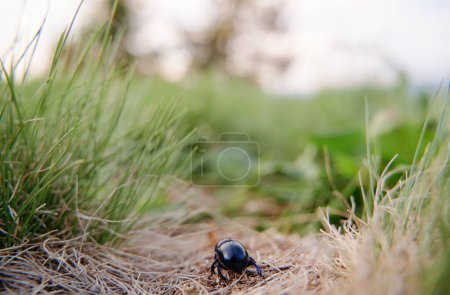 Téléchargez les photos : Coccinelle noir dans l'herbe verte - en image libre de droit