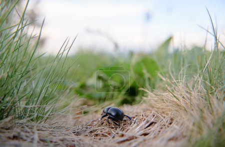 Téléchargez les photos : Coccinelle noir dans l'herbe verte - en image libre de droit