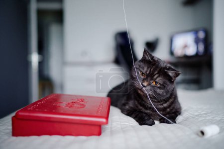 Foto de Adorable escocés negro tabby gato jugando con hilo en casa - Imagen libre de derechos