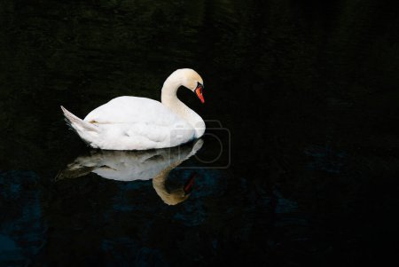 Photo for White swan on a lake - Royalty Free Image