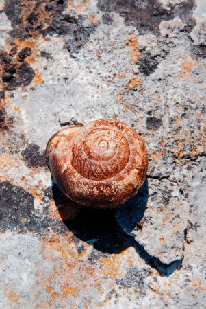 Foto de Caracol vacío en la piedra de roca - Imagen libre de derechos