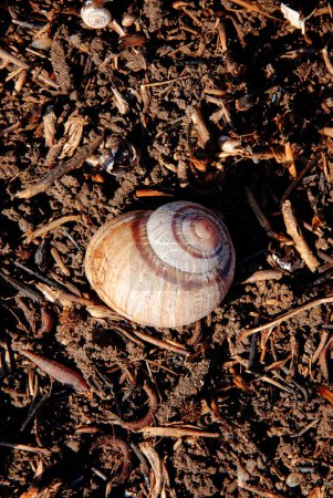 Téléchargez les photos : Coquille d'escargot vide sur le sol - en image libre de droit