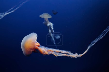Foto de Acuario con hermosas medusas. - Imagen libre de derechos