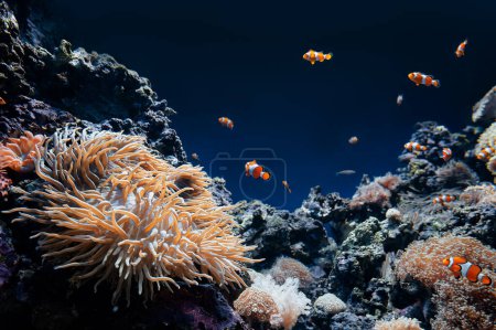 Foto de Belleza submarina. Física tropical, algas marinas y otras criaturas oceánicas - Imagen libre de derechos
