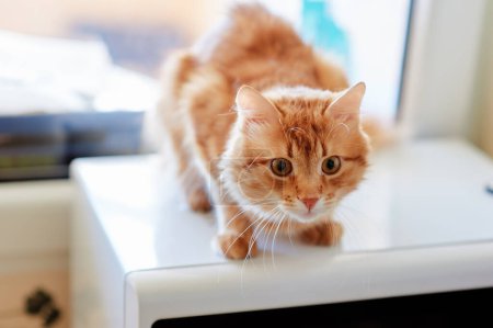 Téléchargez les photos : Mignon chat roux rouge aux yeux jaunes à la maison - en image libre de droit