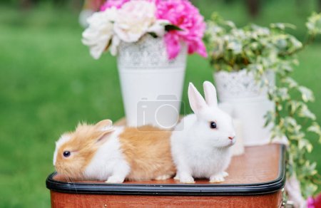 Téléchargez les photos : Printemps et Pâques. Mignons petits lapins en valise. - en image libre de droit