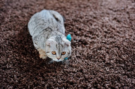 Entzückende graue Katze liegt zu Hause auf dem Teppich.