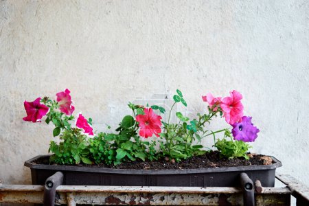 Téléchargez les photos : Boîte à fleurs avec pétunias colorés - en image libre de droit