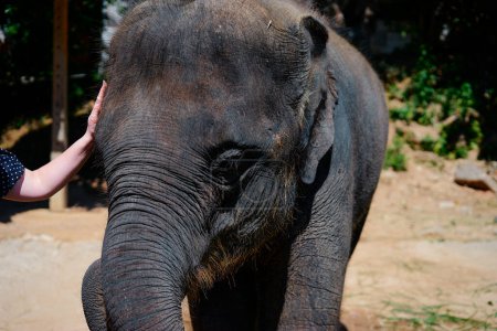 Téléchargez les photos : Portrait extérieur d'éléphant d'Asie - en image libre de droit