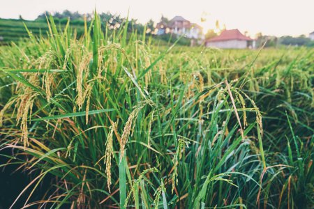 Téléchargez les photos : Gros plan sur les grains et les feuilles de riz vert qui poussent dans les champs. - en image libre de droit