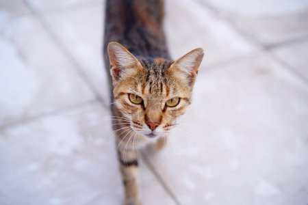 Foto de Retrato de gato desnudo de taquigrafía. - Imagen libre de derechos