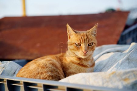 Téléchargez les photos : Portrait de chat déshabillé à poil court - en image libre de droit