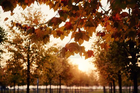 Téléchargez les photos : Coucher de soleil dans le parc d'automne - en image libre de droit