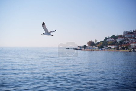 Téléchargez les photos : Oiseau mouette survolant la ville maritime - en image libre de droit