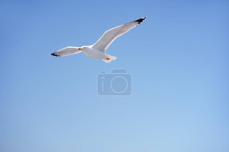 Téléchargez les photos : De grandes mouettes blanches volent contre le ciel - en image libre de droit