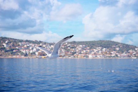 Téléchargez les photos : Mouette volant au-dessus de la mer - en image libre de droit