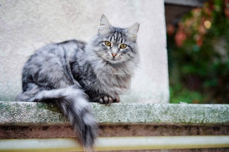 Liebenswerte grau gestromte Katze im Freien