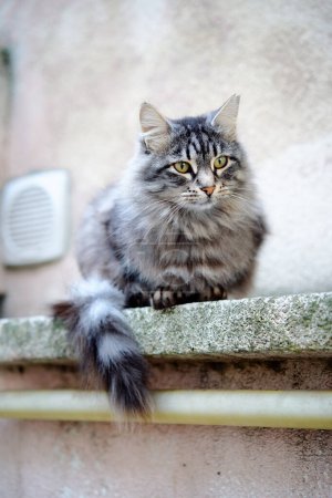 Téléchargez les photos : Adorable chat chat chat tabby gris à l'extérieur - en image libre de droit