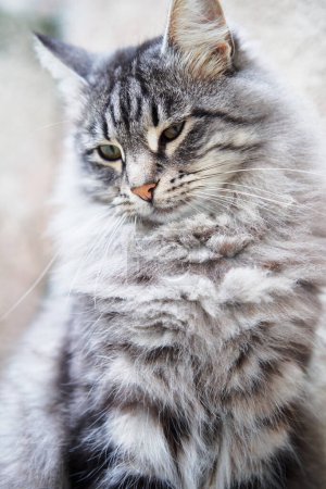 Liebenswert grau gestromte Kätzchen-Katze