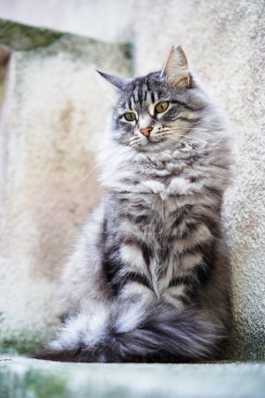 Liebenswert grau gestromte Kätzchen-Katze