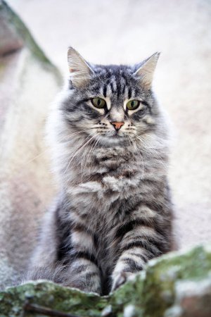 Foto de Adorable gris tabby gatito gato - Imagen libre de derechos