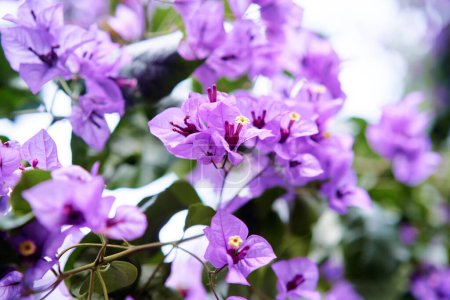 Bougainvillea plant with purple blooming flowers.