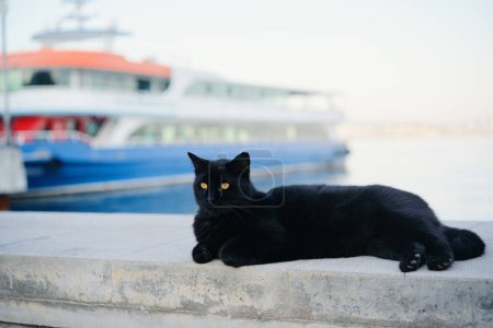 Téléchargez les photos : Voyage en Turquie. Chat noir posé sur la promenade maritime - en image libre de droit
