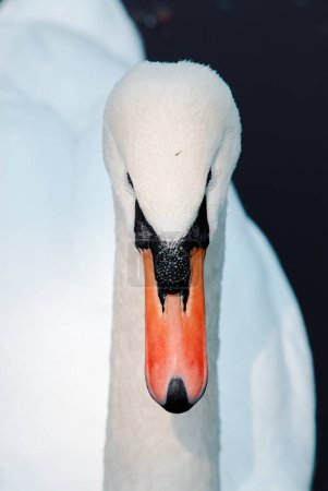 Photo for White swan on a lake - Royalty Free Image