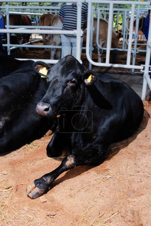 Foto de Retrato de vacas en establo comiendo heno. Industria ganadera lechera. - Imagen libre de derechos