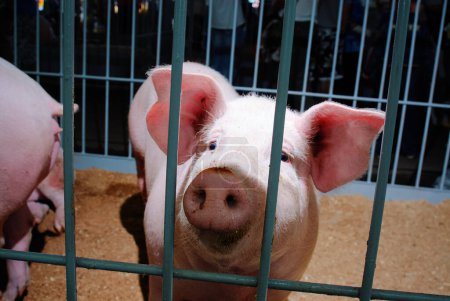 A portrait of a healthy fattening pig in the large pen stall of a standard swine farm.