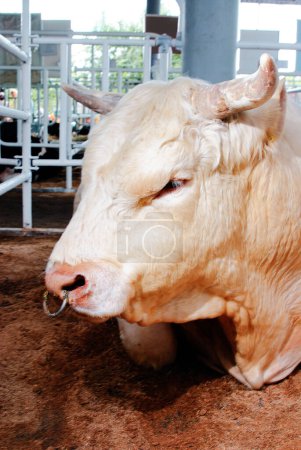 Téléchargez les photos : Portrait de vaches en stalle mangeant du foin. Exploitation laitière élevage. - en image libre de droit