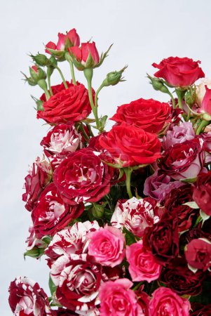 Téléchargez les photos : Bouquet de roses sur fond blanc - en image libre de droit