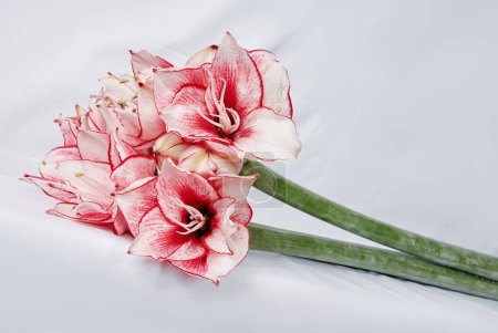 Photo for Lilies bouquet on the white background - Royalty Free Image