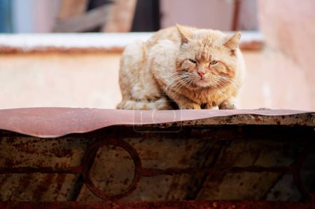 Photo for Cute street cat sitting on roof. - Royalty Free Image