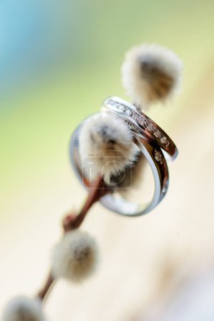 Foto de Couple of white gold wedding rings on pussy-willow plant - Imagen libre de derechos