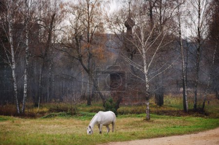 Foto de Viajar por Rusia. Un caballo blanco se encuentra cerca de una antigua iglesia de madera en el parque. - Imagen libre de derechos