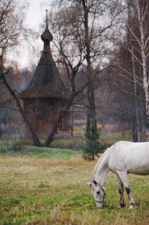 Foto de Viajar por Rusia. Un caballo blanco se encuentra cerca de una antigua iglesia de madera en el parque. - Imagen libre de derechos