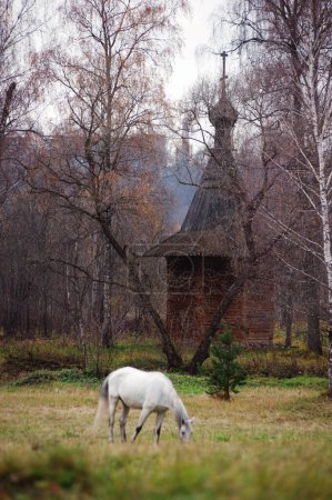 Téléchargez les photos : Voyage en Russie. Un cheval blanc se tient près de l'ancienne église en bois dans le parc. - en image libre de droit