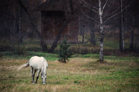 Téléchargez les photos : Voyage en Russie. Un cheval blanc se tient dans le parc. - en image libre de droit