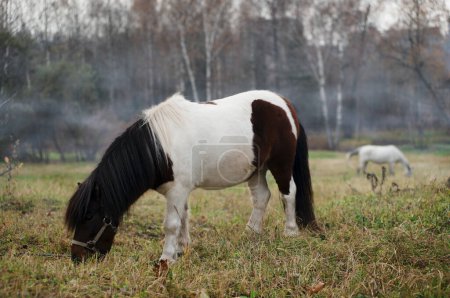 Téléchargez les photos : Cheval de poney de race shetland miniature à la campagne. - en image libre de droit