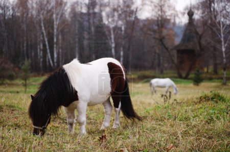Foto de Miniatura shetland crianza pony caballo en país lado. - Imagen libre de derechos