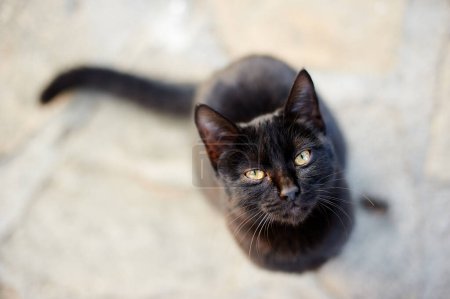 Téléchargez les photos : Adorable chat noir assis sur le sol regardant la caméra. - en image libre de droit