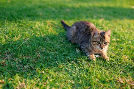 Foto de Gatito gato en el verde hierba en ciudad parque. - Imagen libre de derechos
