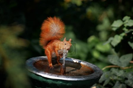 Téléchargez les photos : Gros plan de l'eau potable de l'écureuil roux du bol de fontaine de jardin. - en image libre de droit