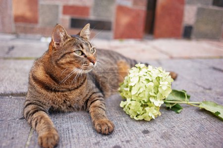 Foto de Lindo gato con flor al aire libre. - Imagen libre de derechos