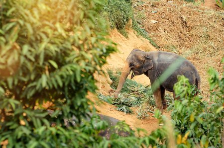 Téléchargez les photos : L'adulte asiatique éléphant alimentation. - en image libre de droit