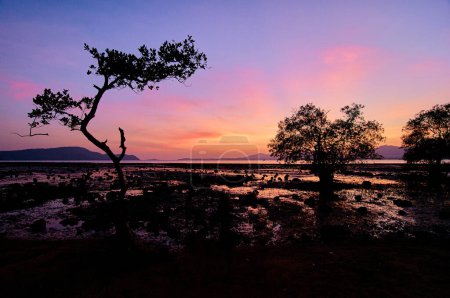 Téléchargez les photos : Beau paysage de coucher de soleil avec silhouette d'arbre sur la plage de marée basse. - en image libre de droit