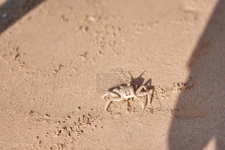 Krabbe am Sandstrand.